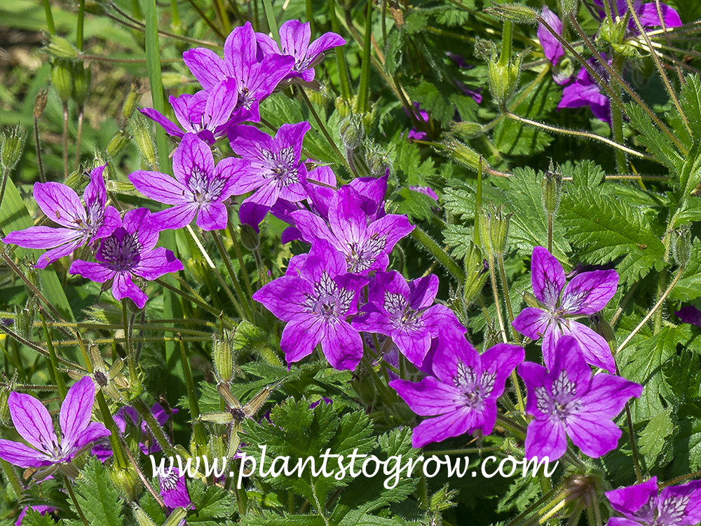 Manescau Erodium (Erodium manescarvii) 
(April)